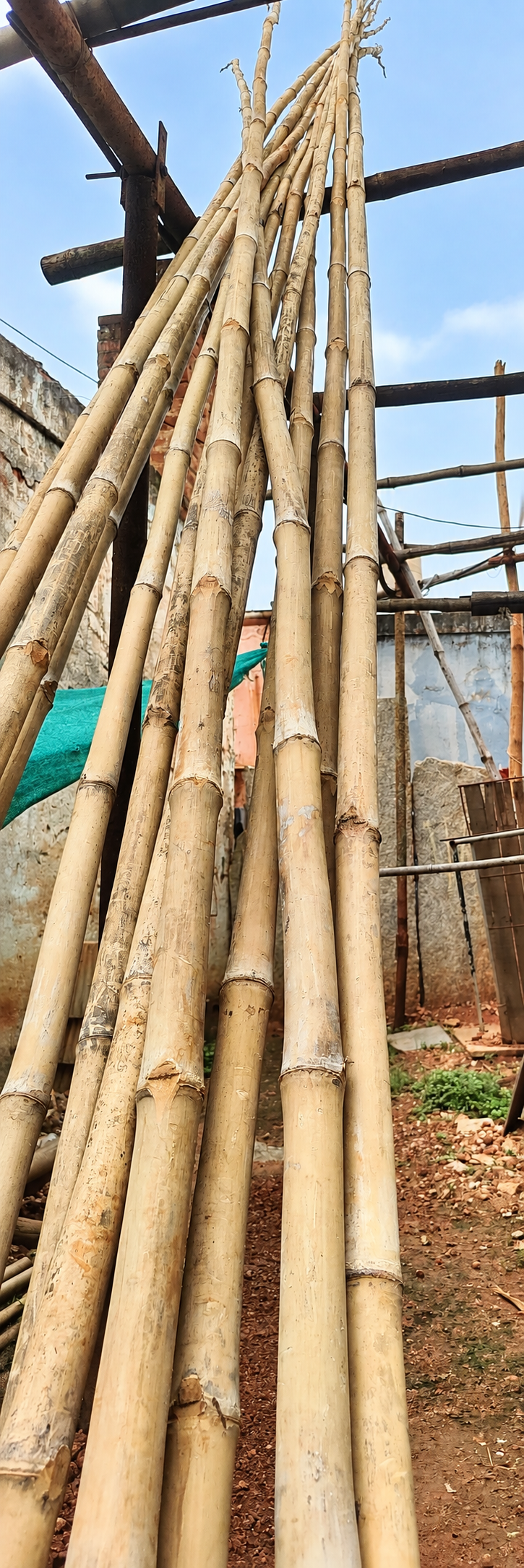 Bamboo Galuvu, product photograph